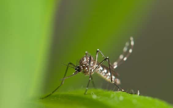 Dengue