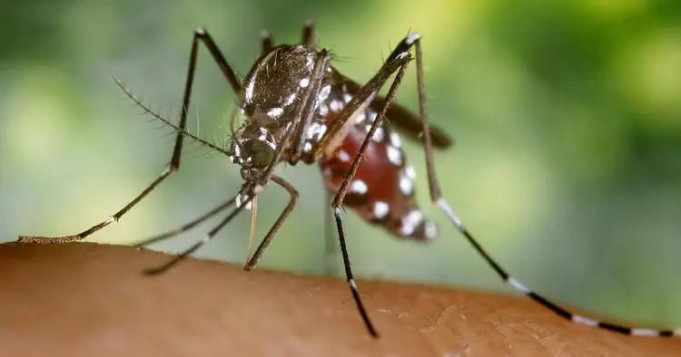 Dengue