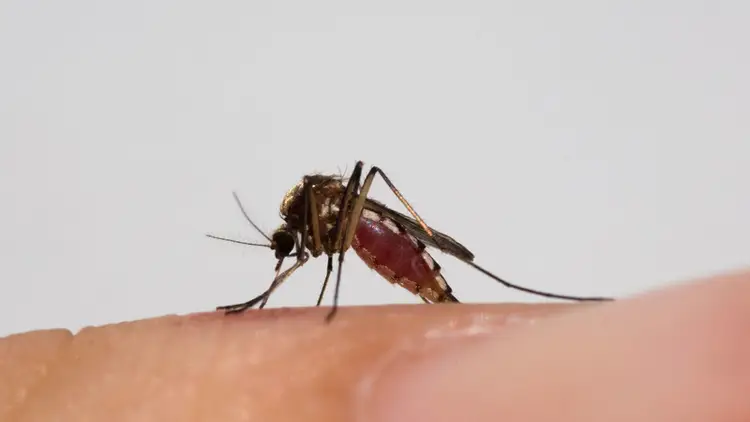 Dengue