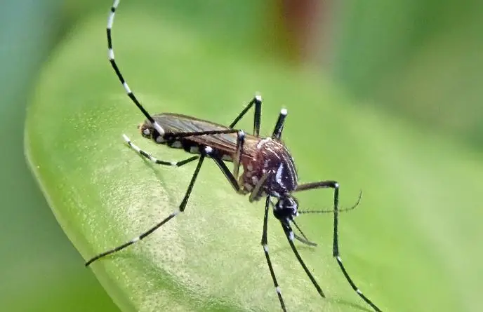 Dengue