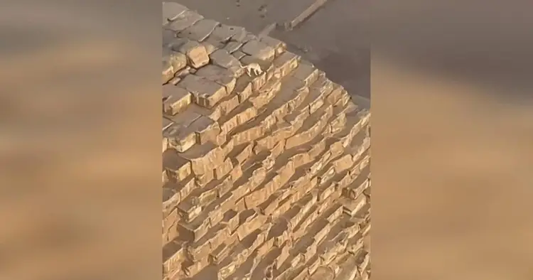 Piramide di Giza cane