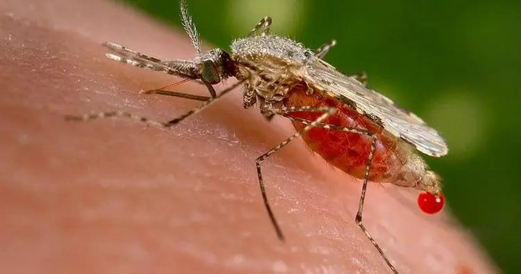 Malaria autoctona Verona