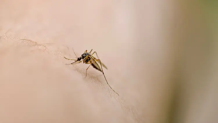 Malaria autoctona Verona